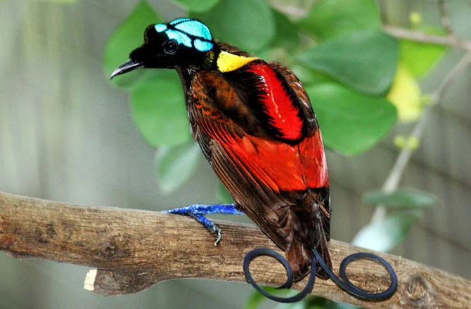 Wilson's bird of paradise