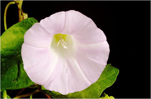 Calystegia sepium with visible light only