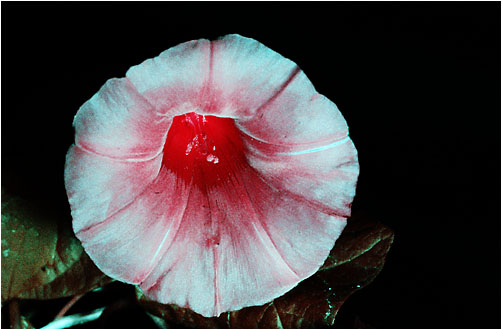 Calystegia sepium with UV light