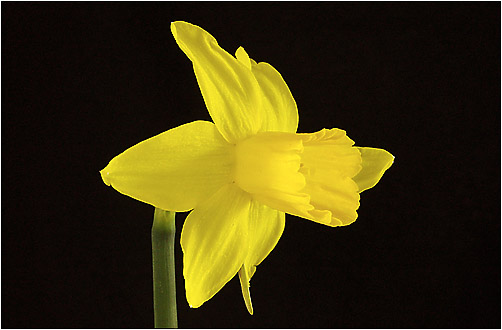 Narcissus pseudonarcissus with visible light only