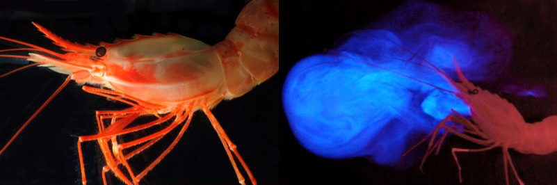 Deep-sea shrimp