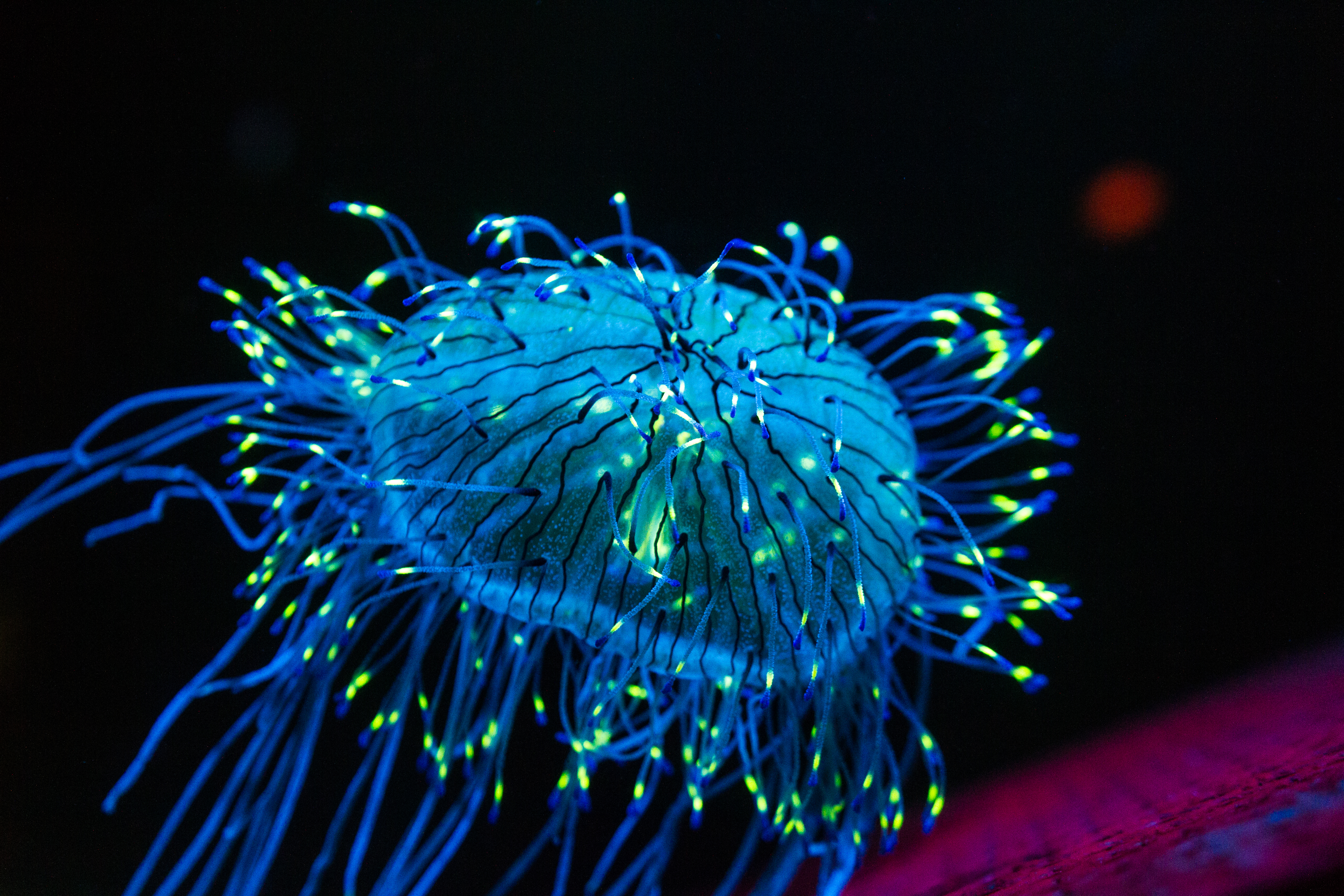 Jellyfish bioluminescence