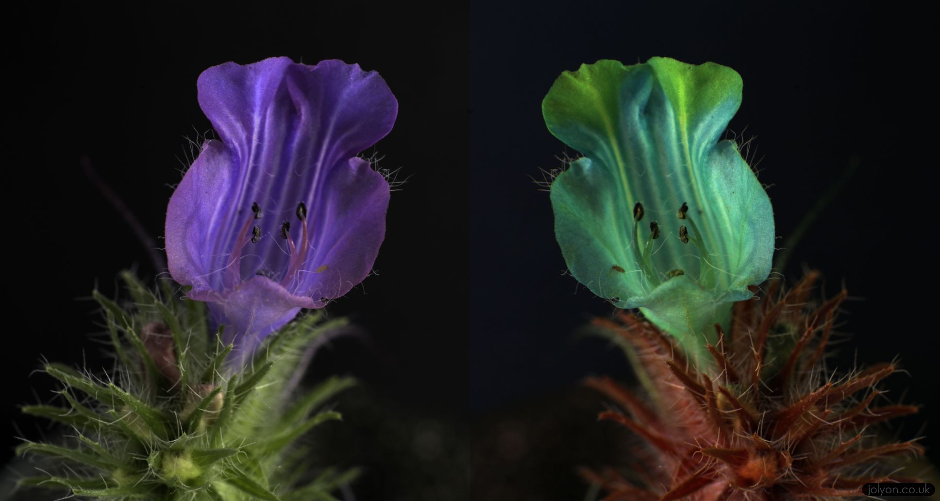 Tenerife Wild Flowers in UV Bee Vision